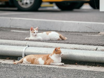 길고양이 중성화(TNR) 100마리