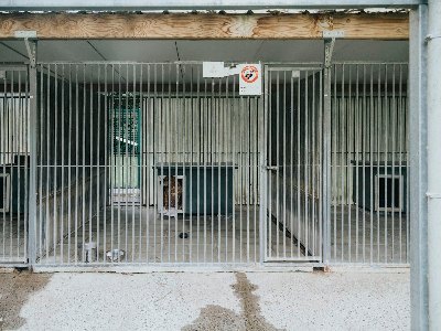 비가 새는 보호소 견사 새로 짓기